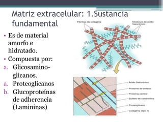 Matriz extracelular: 1.Sustancia
fundamental
• Es de material
amorfo e
hidratado.
• Compuesta por:
a. Glicosamino-
glicanos.
a. Proteoglicanos
b. Glucoproteínas
de adherencia
(Lamininas)
 