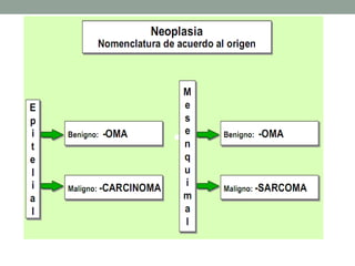 Tejido conectivo mwl