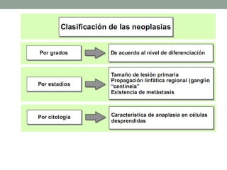 Tejido conectivo mwl