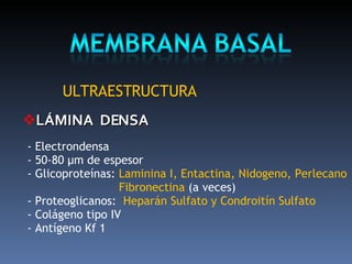 TeJido Epitelial | PPT