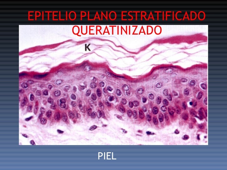 TeJido Epitelial