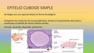 EPITELIO CUBOIDE SIMPLE
Se integra con una capa de células en forma de polígono.
Componen los conductos de muchas glándulas, forman el recubrimiento del ovario y
constituyen el epitelio de ciertos túbulos renales.
Función: secreción, absorción, protección.
 