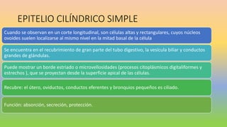 EPITELIO CILÍNDRICO SIMPLE
Cuando se observan en un corte longitudinal, son células altas y rectangulares, cuyos núcleos
ovoides suelen localizarse al mismo nivel en la mitad basal de la célula
Se encuentra en el recubrimiento de gran parte del tubo digestivo, la vesícula biliar y conductos
grandes de glándulas.
Puede mostrar un borde estriado o microvellosidades (procesos citoplásmicos digitaliformes y
estrechos ), que se proyectan desde la superficie apical de las células.
Recubre: el útero, oviductos, conductos eferentes y bronquios pequeños es ciliado.
Función: absorción, secreción, protección.
 