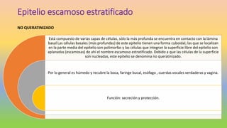 Epitelio escamoso estratificado
Está compuesto de varias capas de células, sólo la más profunda se encuentra en contacto con la lámina
basal Las células basales (más profundas) de este epitelio tienen una forma cuboidal; las que se localizan
en la parte media del epitelio son polimorfas y las células que integran la superficie libre del epitelio son
aplanadas (escamosas) de ahí el nombre escamoso estratificado. Debido a que las células de la superficie
son nucleadas, este epitelio se denomina no queratinizado.
Por lo general es húmedo y recubre la boca, faringe bucal, esófago , cuerdas vocales verdaderas y vagina.
Función: secreción y protección.
NO QUERATINIZADO
 