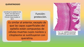 Función:
protección.
Constituye la epidermis de
la piel, una capa dura y
gruesa que resiste la
fricción impermeable al
agua.
Es similar al anterior, excepto de
que las capas superficiales del
epitelio están compuestas de
células muertas cuyos núcleos y
citoplasma se sustituyeron con
queratina.
QUERATINIZADO
Fig 5-3,B: epitelio escamoso
estratificado queratinizado
 