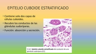 EPITELIO CUBOIDE ESTRATIFICADO
 Contiene solo dos capas de
células cuboides.
 Recubre los conductos de las
glándulas sudoríparas.
 Función: absorción y secreción.
5-3,C. Epitelio cuboide estratificado del conducto de una
glandula sudorípara (CC)
CC
 