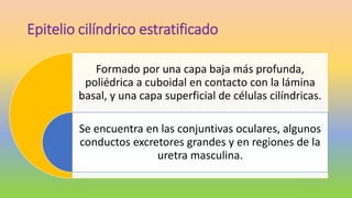 Epitelio cilíndrico estratificado
Formado por una capa baja más profunda,
poliédrica a cuboidal en contacto con la lámina
basal, y una capa superficial de células cilíndricas.
Se encuentra en las conjuntivas oculares, algunos
conductos excretores grandes y en regiones de la
uretra masculina.
 