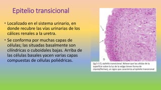 Epitelio transicional
 Localizado en el sistema urinario, en
donde recubre las vías urinarias de los
cálices renales a la uretra.
 Se conforma por muchas capas de
células; las situadas basalmente son
cilíndricas o cuboidales bajas. Arriba de
las células basales yacen varias capas
compuestas de células poliédricas.
 