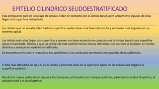EPITELIO CILINDRICO SEUDOESTRATIFICADO
Esta compuesto sólo de una capa de células. Están en contacto con la lámina basal, pero únicamente algunas de ellas
llegan a la superficie del epitelio.
Las células que no se extienden hasta la superficie suelen tener una base más ancha y se tornan más angostas en su
extremo apical.
Las células más altas llegan a la superficie y poseen una base estrecha en contacto con la lámina basal y una superficie
apical ensanchada. Debido a que las células de este epitelio tienen alturas diferentes, sus núcleos se localizan en niveles
distintos y semejan un epitelio estratificado.
Se encuentra en la uretra masculina, los epidídimos y los conductos excretorios más grandes de las glándulas.
El tipo más difundido de ep.C.S, es el ciliado y presenta cilios en la superficie apical de las células que llegan a la
superficie epitelial.
Recubre la mayor parte de la tráquea y los bronquios principales, las trompas auditivas, parte de la cavidad timpánica, la
cavidad nasal y el saco lagrimal.
 
