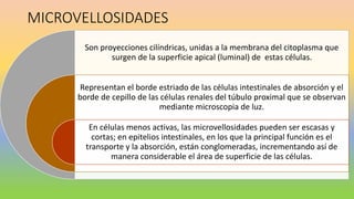 MICROVELLOSIDADES
Son proyecciones cilíndricas, unidas a la membrana del citoplasma que
surgen de la superficie apical (luminal) de estas células.
Representan el borde estriado de las células intestinales de absorción y el
borde de cepillo de las células renales del túbulo proximal que se observan
mediante microscopia de luz.
En células menos activas, las microvellosidades pueden ser escasas y
cortas; en epitelios intestinales, en los que la principal función es el
transporte y la absorción, están conglomeradas, incrementando así de
manera considerable el área de superficie de las células.
 