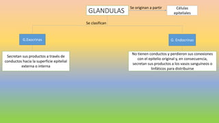 GLANDULAS
Se originan a partir Células
epiteliales
Se clasifican
G.Exocrinas G. Endocrinas
Secretan sus productos a través de
conductos hacia la superficie epitelial
externa o interna
No tienen conductos y perdieron sus conexiones
con el epitelio original y, en consecuencia,
secretan sus productos a los vasos sanguíneos o
linfáticos para distribuirse
 