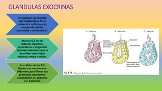 GLANDULAS EXOCRINAS
se clasifican de acuerdo
con la naturaleza de su
secreción, su forma y el
número de células
(unicelular o multicelular).
Muchas G.E en los
sistemas digestivo,
respiratorio y urogenital
secretan sustancias que se
describen como tipos
mucoso, seroso o mixto.
Las células de las G.E
tienen tres mecanismos
diferentes para liberar sus
productos secretorios:
a)merocrino, b ) apocrino
y c) holocrino
 