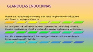 GLANDULAS ENDOCRINAS
Liberan sus secreciones(hormonas), a los vasos sanguíneos o linfáticos para
distribuirse en los órganos blancos.
Las principales G.E del cuerpo incluyen suprarrenales (adrenales), hipófisis,
tiroides, paratiroides y pineal, y también los ovarios, la placenta y los testículos.
Las células secretorias de las G.E están organizadas en cordones celulares o
tienen una disposición folicular.
 