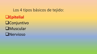 Los 4 tipos básicos de tejido:
Epitelial
Conjuntivo
Muscular
Nervioso
 