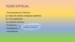 TEJIDO EPITELIAL
 Se encuentra en 2 formas:
a) Hojas de células contiguas( epitelios)
b) Como glándulas
Los epitelios derivan:
• Ectodermo
• Endodermo
• mesodermo
La mayor parte procede del
ectodermo y endodermo
 