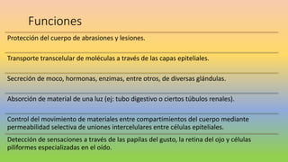Funciones
Protección del cuerpo de abrasiones y lesiones.
Transporte transcelular de moléculas a través de las capas epiteliales.
Secreción de moco, hormonas, enzimas, entre otros, de diversas glándulas.
Absorción de material de una luz (ej: tubo digestivo o ciertos túbulos renales).
Control del movimiento de materiales entre compartimientos del cuerpo mediante
permeabilidad selectiva de uniones intercelulares entre células epiteliales.
Detección de sensaciones a través de las papilas del gusto, la retina del ojo y células
piliformes especializadas en el oído.
 