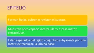 EPITELIO
Forman hojas, cubren o revisten el cuerpo.
Muestran poco espacio intercelular y escasa matriz
extracelular.
Están separados del tejido conjuntivo subyacente por una
matriz extracelular, la lamina basal
 