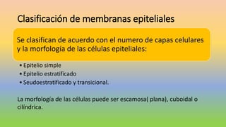 Clasificación de membranas epiteliales
Se clasifican de acuerdo con el numero de capas celulares
y la morfología de las células epiteliales:
• Epitelio simple
• Epitelio estratificado
• Seudoestratificado y transicional.
La morfología de las células puede ser escamosa( plana), cuboidal o
cilíndrica.
 