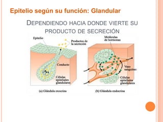 DEPENDIENDO HACIA DONDE VIERTE SU
PRODUCTO DE SECRECIÓN
Epitelio según su función: Glandular
 