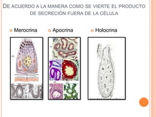 DE ACUERDO A LA MANERA COMO SE VIERTE EL PRODUCTO
DE SECRECIÓN FUERA DE LA CÉLULA
 Merocrina  Apocrina  Holocrina
 