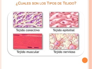 ¿CUALES SON LOS TIPOS DE TEJIDO?
 