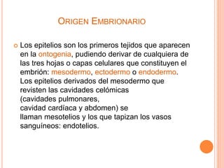 ORIGEN EMBRIONARIO
 Los epitelios son los primeros tejidos que aparecen
en la ontogenia, pudiendo derivar de cualquiera de
las tres hojas o capas celulares que constituyen el
embrión: mesodermo, ectodermo o endodermo.
Los epitelios derivados del mesodermo que
revisten las cavidades celómicas
(cavidades pulmonares,
cavidad cardíaca y abdomen) se
llaman mesotelios y los que tapizan los vasos
sanguíneos: endotelios.
 