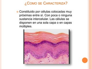 ¿COMO SE CARACTERIZA?
 Constituido por células colocadas muy
próximas entre sí. Con poca o ninguna
sustancia intercelular. Las células se
disponen en una sola capa o en capas
múltiples.
 