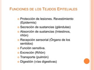 FUNCIONES DE LOS TEJIDOS EPITELIALES
 Protección de lesiones. Revestimiento
(Epidermis)
 Secreción de sustancias (glándulas)
 Absorción de sustancias (Intestinos,
riñón)
 Recepción sensorial (Órgano de los
sentidos)
 Función sensitiva.
 Excreción (Riñón)
 Transporte (pulmón)
 Digestión (vías digestivas)
 