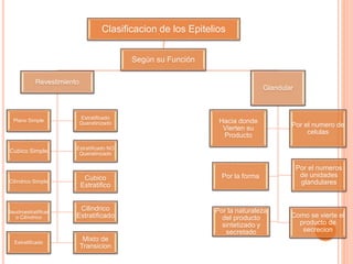 Clasificacion de los Epitelios
Según su Función
Revestimiento
Plano Simple
Cubico Simple
Cilíndrico Simple
Estratificado
Seudroestratificad
o Cilíndrico
Estratificado
Queratinizado
Estratificado NO
Queratinizado
Cilindrico
Estratificado
Cubico
Estratifico
Mixto de
Transicion
Glandular
Hacia donde
Vierten su
Producto
Por el numero de
celulas
Por la forma
Por el numeros
de unidades
glandulares
Por la naturaleza
del producto
sintetizado y
secretado
Como se vierte el
producto de
secrecion
 