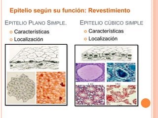 EPITELIO PLANO SIMPLE.
 Características
 Localización
EPITELIO CÚBICO SIMPLE
Epitelio según su función: Revestimiento
 Características
 Localización
 