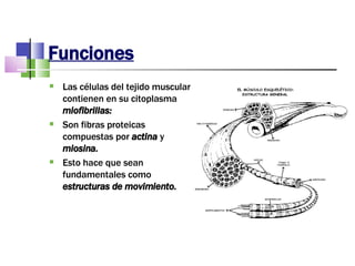 Funciones Las células del tejido muscular contienen en su citoplasma  miofibrillas: Son fibras proteicas compuestas por  actina  y  miosina. Esto hace que sean fundamentales como  estructuras de movimiento. 