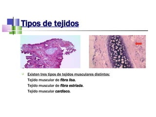 Tipos de tejidos Existen tres tipos de tejidos musculares distintos: Tejido muscular de  fibra lisa. Tejido muscular de  fibra estriada . Tejido muscular  cardiaco. 