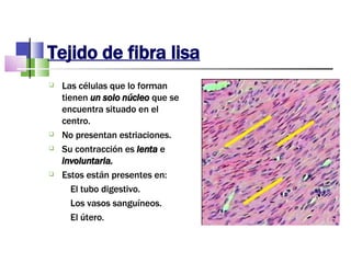 Tejido de fibra lisa Las células que lo forman tienen  un solo núcleo  que se encuentra situado en el centro.  No presentan estriaciones.  Su contracción es  lenta  e  involuntaria. Estos están presentes en: El tubo digestivo. Los vasos sanguíneos. El útero.  