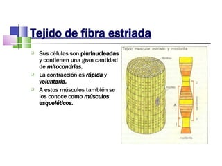 Tejido de fibra estriada Sus células son  plurinucleadas  y contienen una gran cantidad de  mitocondrias. La contracción es  rápida  y  voluntaria. A estos músculos también se los conoce como  músculos esqueléticos. 