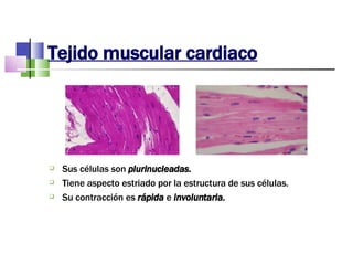 Tejido muscular cardiaco Sus células son  plurinucleadas. Tiene aspecto estriado por la estructura de sus células. Su contracción es  rápida  e  involuntaria. 