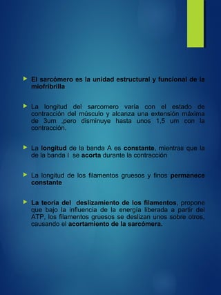  El sarcómero es la unidad estructural y funcional de la
miofribrilla
 La longitud del sarcomero varía con el estado de
contracción del músculo y alcanza una extensión máxima
de 3um ,pero disminuye hasta unos 1,5 um con la
contracción.
 La longitud de la banda A es constante, mientras que la
de la banda I se acorta durante la contracción
 La longitud de los filamentos gruesos y finos permanece
constante
 La teoría del deslizamiento de los filamentos, propone
que bajo la influencia de la energía liberada a partir del
ATP, los filamentos gruesos se deslizan unos sobre otros,
causando el acortamiento de la sarcómera.
 