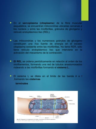  En el sarcoplasma (citoplasma) de la fibra muscular
esquelética, se encuentran mitocondrias ubicadas cercanas a
los núcleos y entre las míofibrillas, gránulos de glicógeno y
retículo endoplásmico liso (REL).
 Las mitocondrias y los numerosos gránulos de glicógeno
constituyen una rica fuente de energía en el escaso
citoplasma existente entre las miofibrillas. No tiene RER, sólo
tiene retículo endoplásmico liso que interviene en la
activación del mecanismo de la contracción.
 El REL se ordena periódicamente en relación al orden de los
miofilamentos, formando una red de tubulos anastomosados
rodeando a las miofibrillas formando el sistema L .
 El sistema L se dilata en el limite de las banda A e I
,formando las cisternas
terminales
 