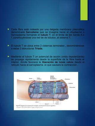  Cada fibra está rodeada por una delgada membrana plasmática
denominada Sarcolema que se invagina hacia el citoplasma o
Sarcoplasma formando el tubulo T, en el limite de las banda A e
I ,constituyéndose una red de de túbulos ,el sistema T.
 El tubulo T se ubica entre 2 cisternas terminales , denominándose
a estas 3 estructuras Triada.
 Mediante el tubulo T un potencial de acción (onda depolarizante)
se propaga rápidamente desde la superficie de la fibra hasta el
interior, donde favorece la liberación de iones calcio desde el
retículo hacia el sarcoplasma ,lo que causara la contracción .
 