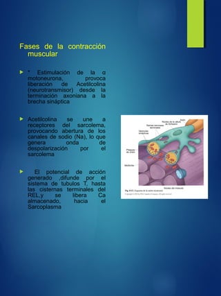 Fases de la contracción
muscular
 * Estimulación de la α
motoneurona, provoca
liberación de Acetilcolina
(neurotransmisor) desde la
terminación axoniana a la
brecha sináptica
 Acetilcolina se une a
receptores del sarcolema,
provocando abertura de los
canales de sodio (Na), lo que
genera onda de
despolarización por el
sarcolema
 El potencial de acción
generado ,difunde por el
sistema de tubulos T, hasta
las cisternas terminales del
REL,y se libera Ca
almacenado, hacia el
Sarcoplasma
 