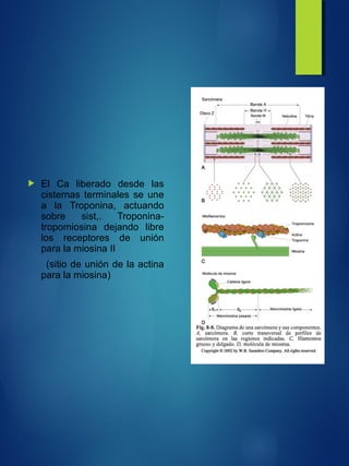  El Ca liberado desde las
cisternas terminales se une
a la Troponina, actuando
sobre sist,. Troponina-
tropomiosina dejando libre
los receptores de unión
para la miosina II
(sitio de unión de la actina
para la miosina)
 