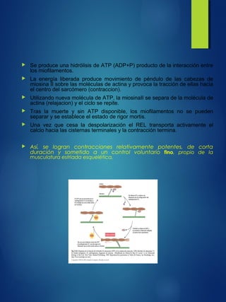  Se produce una hidrólisis de ATP (ADP+P) producto de la interacción entre
los miofilamentos.
 La energía liberada produce movimiento de péndulo de las cabezas de
miosina II sobre las moléculas de actina y provoca la tracción de ellas hacia
el centro del sarcómero (contraccion).
 Utilizando nueva molécula de ATP, la miosinaII se separa de la molécula de
actina (relajacion) y el ciclo se repite.
 Tras la muerte y sin ATP disponible, los miofilamentos no se pueden
separar y se establece el estado de rigor mortis.
 Una vez que cesa la despolarización el REL transporta activamente el
calcio hacia las cisternas terminales y la contracción termina.
 Así, se logran contracciones relativamente potentes, de corta
duración y sometido a un control voluntario fino, propio de la
musculatura estriada esquelética.
 