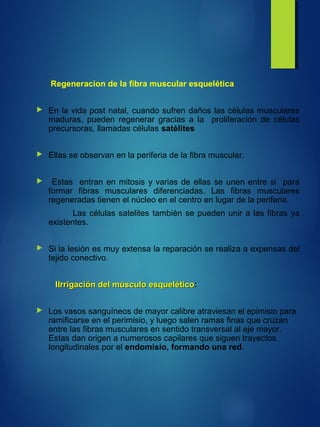Regeneracion de la fibra muscular esquelética
 En la vida post natal, cuando sufren daños las células musculares
maduras, pueden regenerar gracias a la proliferación de células
precursoras, llamadas células satélites
 Ellas se observan en la periferia de la fibra muscular.
 Estas entran en mitosis y varias de ellas se unen entre si para
formar fibras musculares diferenciadas. Las fibras musculares
regeneradas tienen el núcleo en el centro en lugar de la periferia.
Las células satelites también se pueden unir a las fibras ya
existentes.
 Si la lesión es muy extensa la reparación se realiza a expensas del
tejido conectivo.
IIrrigación del músculo esqueléticoIIrrigación del músculo esquelético::
 Los vasos sanguíneos de mayor calibre atraviesan el epimisio para
ramificarse en el perimisio, y luego salen ramas finas que cruzan
entre las fibras musculares en sentido transversal al eje mayor.
Estas dan origen a numerosos capilares que siguen trayectos
longitudinales por el endomisio, formando una red.
 