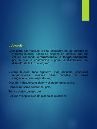 .Ubicación
Gran parte del músculo liso se encuentra en las paredes de
vísceras huecas, donde se dispone en láminas, con sus
células alineadas circunferencial o longitudinalmente,
por lo que la contracción supone la disminución del
diámetro de la luz del órgano.
Viceras huecas: tubo digestivo, vías urinarias, conductos
reproductores, vesícula biliar, paredes de vasos
sanguineos, vias respiratorias,.
Ojo: iris, músculo constrictor y dilatador de la pupila.
Dermis: músculo erector del pelo
Túnica dartos del escroto
Células mioepiteliales de glándulas exocrinas
 
