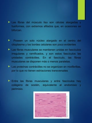  Las fibras del músculo liso son células alargadas y
fusiformes, con extremos afilados que, en ocasiones se
bifurcan.
 Poseen un solo núcleo alargado en el centro del
citoplasma y los bordes celulares son poco evidentes
 Las fibras musculares se mantienen unidas en fascículos
irregulares y ramificados, y son estos fascículos las
unidades contráctiles. En el fascículo, las fibras
musculares se disponen más o menos paralelas.
 Las proteínas contráctiles no se organizan en miofibrillas,
por lo que no tienen estriaciones transversales
 Entre las fibras musculares y entre fascículos hay
colágeno de sostén, equivalente al endomisio y
perimisio.
 