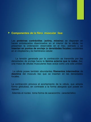  Componentes de la fibra múscular lisa:Componentes de la fibra múscular lisa:
Las proteínas contráctiles (actina, miosina) se disponen en
haces entrelazados diseminados en el interior de la célula, no
presentan la ordenación observable en el msc. estriado y se
insertan en puntos de anclaje (o densidades focales) existentes
en el citoplasma y la membrana celular.
La tensión generada por la contracción se transmite por las
densidades de anclaje hacia la lámina externa que la rodea. Así,
una masa de células musculares lisas actúa como una sóla unidad.
La célula posee también abundantes filamentos intermedios de
desmina del músculo liso que se insertan en las densidades
focales.
La contracción provoca el acortamiento de la célula, que adopta
forma globulosa, en contraste a la forma alargada que posee en
reposo.
Además el núcleo toma forma de sacacorcho característico
 
