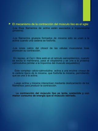  El mecanismo de la contracción del músculo liso es el sgte:
-Los finos filamentos de actina están asociados a tropomiosina
(proteina).
-Los filamentos gruesos formados de miosina sólo se unen a la
actina cuando una cadena se fosforila.
-Los iones calcio del citosol de las células musculares lisas
provocan su contracción.
En reposo, el Ca++ libre está en el retículo sarcoplásmico, cuando
se excita la membrana, pasa al citoplasma y se une a la proteína
calmodulina.(similar a la troponina del musculo esqueletico)
Este complejo calcio-calmodulina activa a una enzima cinasa de
la cadena ligera de la miosina, que fosforila la miosina, permitiendo
que se una a la actina.
. Luego actina y miosina interactúan mediante deslizamiento de los
filamentos para producir la contracción.
La contracción del músculo liso es lenta, sostenida y con
menor consumo de energía que el músculo estriado.
 