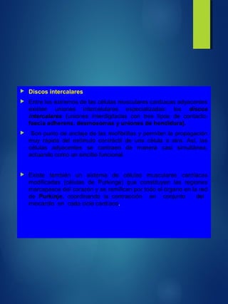  Discos intercalares
 Entre los extremos de las células musculares cardíacas adyacentes
existen uniones intercelulares especializadas: los discos
intercalares (uniones interdigitadas con tres tipos de contacto:
fascia adherens, desmosomas y uniones de hendidura).
 Son punto de anclaje de las miofibrillas y permiten la propagación
muy rápida del estímulo contráctil de una célula a otra. Así, las
células adyacentes se contraen de manera casi simultánea,
actuando como un sincitio funcional.
 Existe también un sistema de células musculares cardíacas
modificadas (células de Purkinge) que constituyen las regiones
marcapasos del corazón y se ramifican por todo el órgano en la red
de Purkinje, coordinando la contracción en conjunto del
miocardio en cada ciclo cardíaco.
 