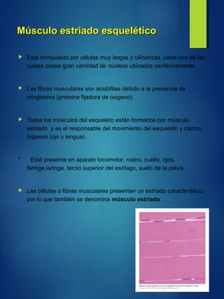Músculo estriado esqueléticoMúsculo estriado esquelético
 Está compuesto por células muy largas y cilíndricas ,cada una de las
cuales posee gran cantidad de núcleos ubicados periféricamente
 Las fibras musculares son acidófilas debido a la presencia de
mioglobina (proteina fijadora de oxigeno).
 Todos los músculos del esqueleto están formados por músculo
estriado y es el responsable del movimiento del esqueleto y ciertos
órganos (ojo y lengua).
* Está presente en aparato locomotor, rostro, cuello, ojos,
faringe,laringe, tercio superior del esófago, suelo de la pelvis.
 Las células o fibras musculares presentan un estriado característico,
por lo que también se denomina músculo estriado.
 