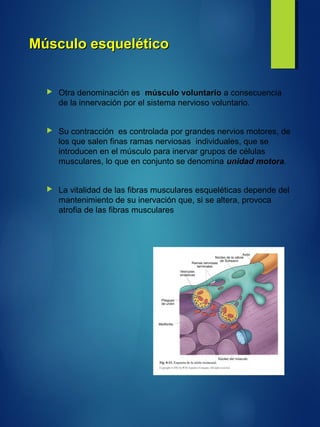 Músculo esqueléticoMúsculo esquelético
 Otra denominación es músculo voluntario a consecuencia
de la innervación por el sistema nervioso voluntario.
 Su contracción es controlada por grandes nervios motores, de
los que salen finas ramas nerviosas individuales, que se
introducen en el músculo para inervar grupos de células
musculares, lo que en conjunto se denomina unidad motora.
 La vitalidad de las fibras musculares esqueléticas depende del
mantenimiento de su inervación que, si se altera, provoca
atrofia de las fibras musculares
 