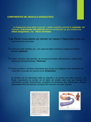COMPONENTES DEL MUSCULO ESQUELETICO
La Integración entre tejido muscular y tejido conectivo permite la nutrición del
musculo y transmisión del estímulo para su contracción ya que contiene los
vasos sanguíneos y las fibras nerviosas.
*Las fibras musculares se reúnen en haces o fascículos que a su
vez forman los musculos.
*Un músculo está rodeado por una capa de tejido conectivo colagenoso denso
llamado Epimisio
*El tejido conectivo del epimisio se introduce al interior del músculo y rodea a los
fascículos denominándose Perimisio
*El tejido conectivo de fibras reticulares que forma una delgada vaina alrededor de
cada fibra muscular se conoce como Endomisio.
El tamaño de los fascículos está en relación a la función de cada músculo. Las
fibras musculares se anclan en el tejido de sostén para que sus fuerzas de
contracción puedan transmitirse, mediante los tendones que distribuyen y dirigen
adecuadamente las fuerzas motrices del músculo al hueso, piel,etc.
 